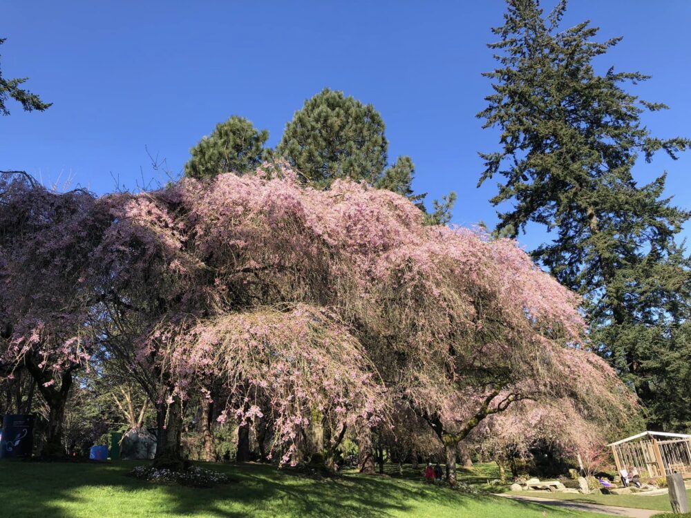 バンデューセン植物園桜