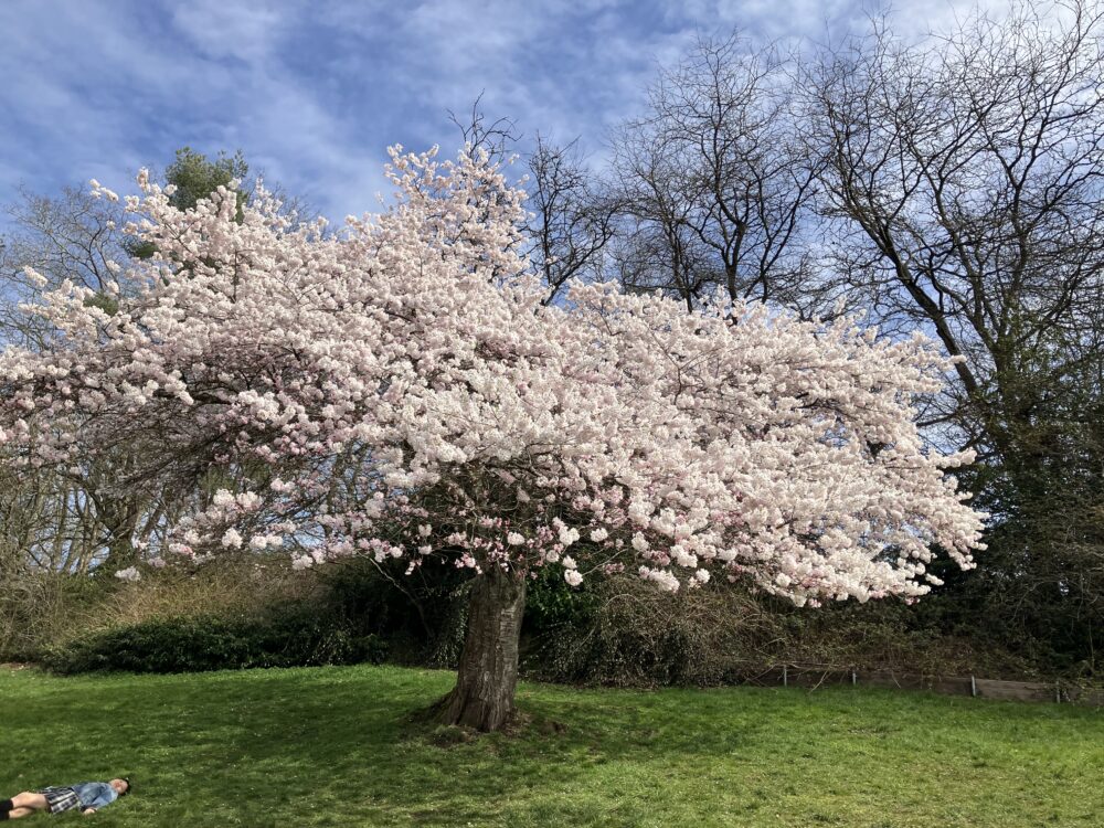 バンクーバー桜