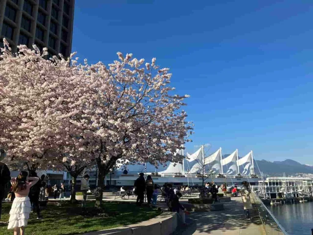 お花見 バンクーバーの桜 | はなのいろダイアリー