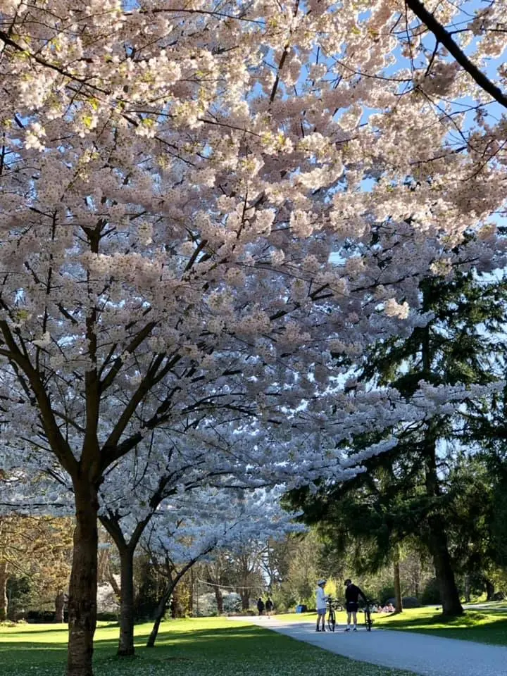 バンクーバーの桜 | はなのいろダイアリー