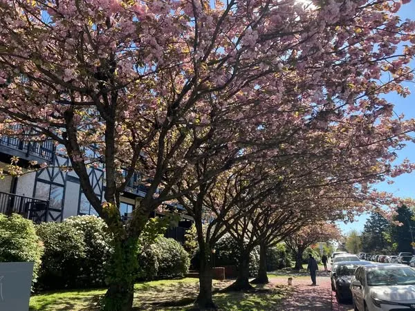バンクーバーの桜 | はなのいろダイアリー