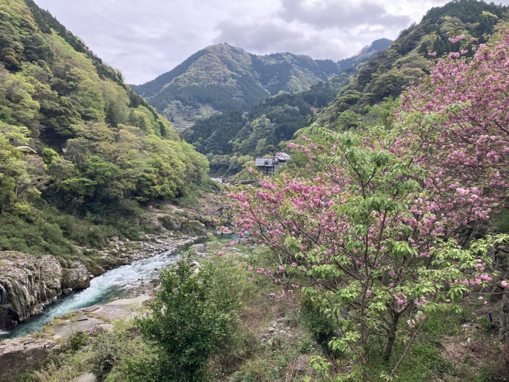 大歩危峡の桜