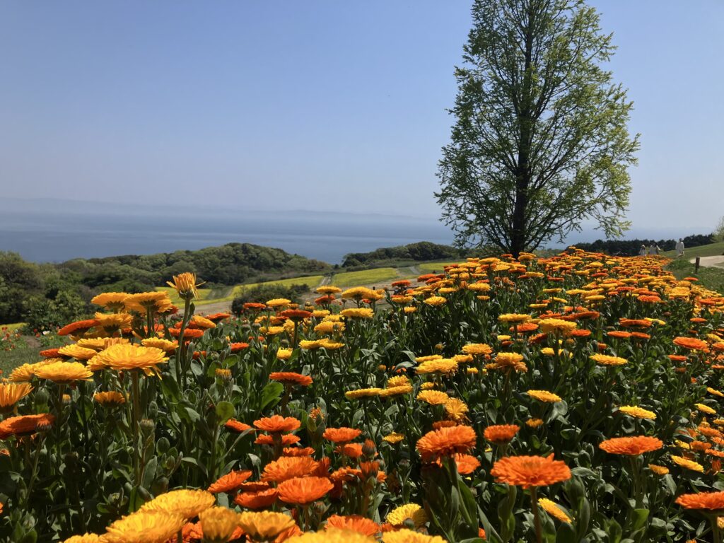 淡路花さじき