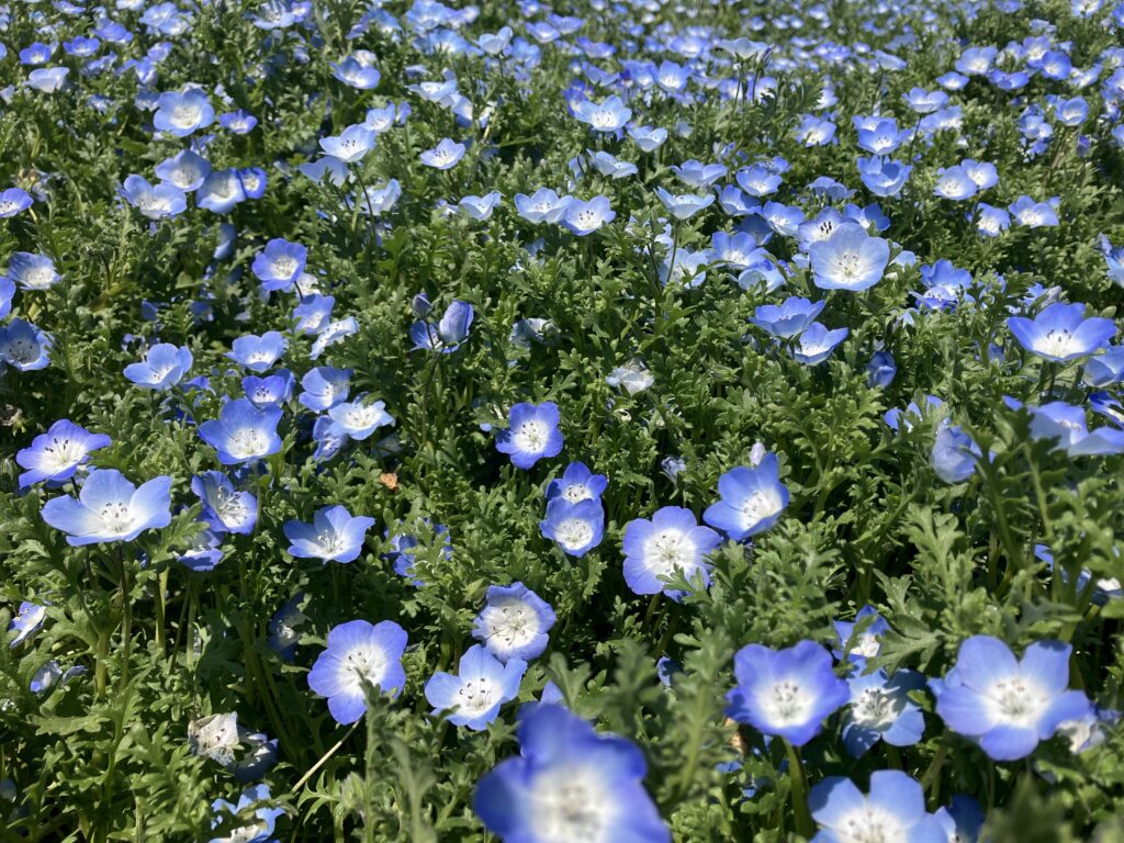 花さじき